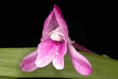 Roscoea alpina